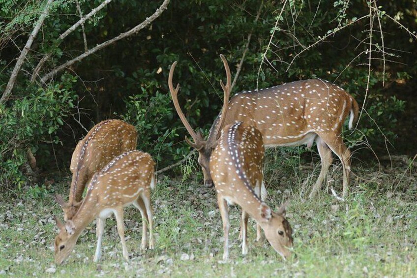 Yala National Park 3