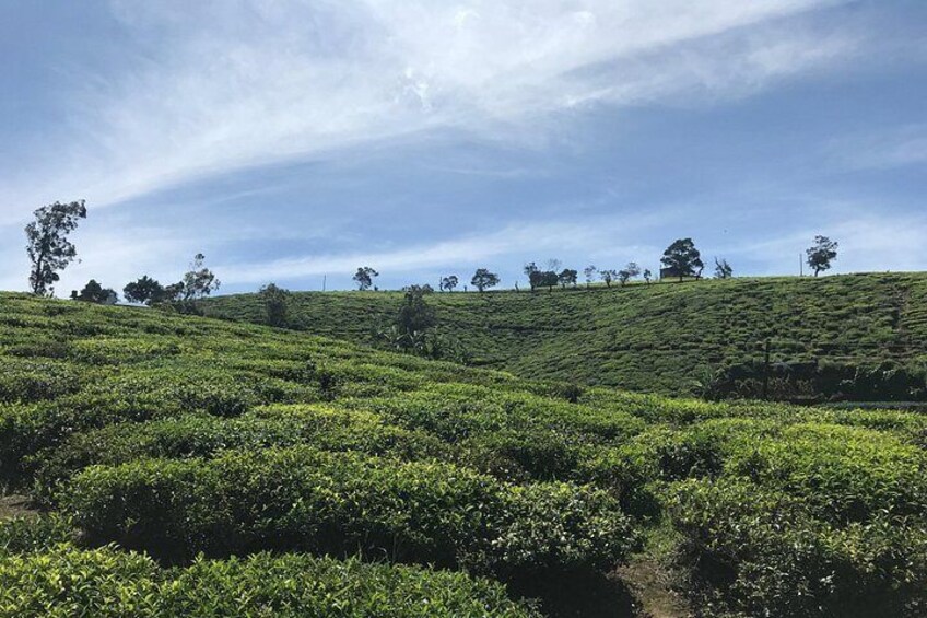 Nuwara Eliya 2