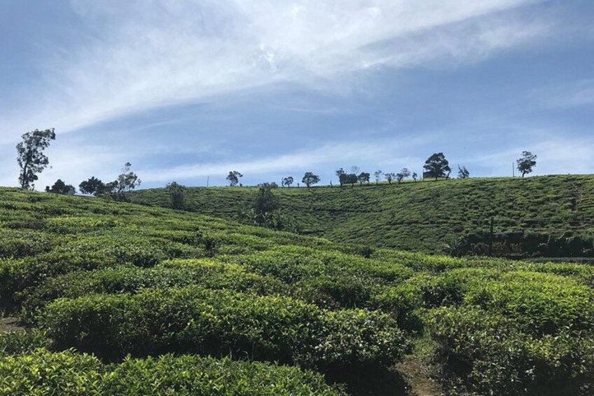 Nuwara Eliya 5