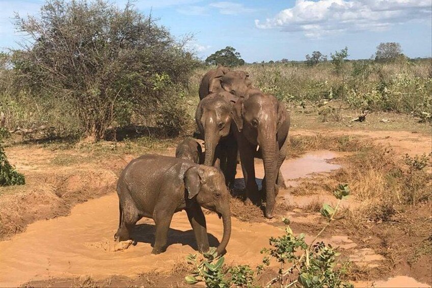 Yala National Park 2