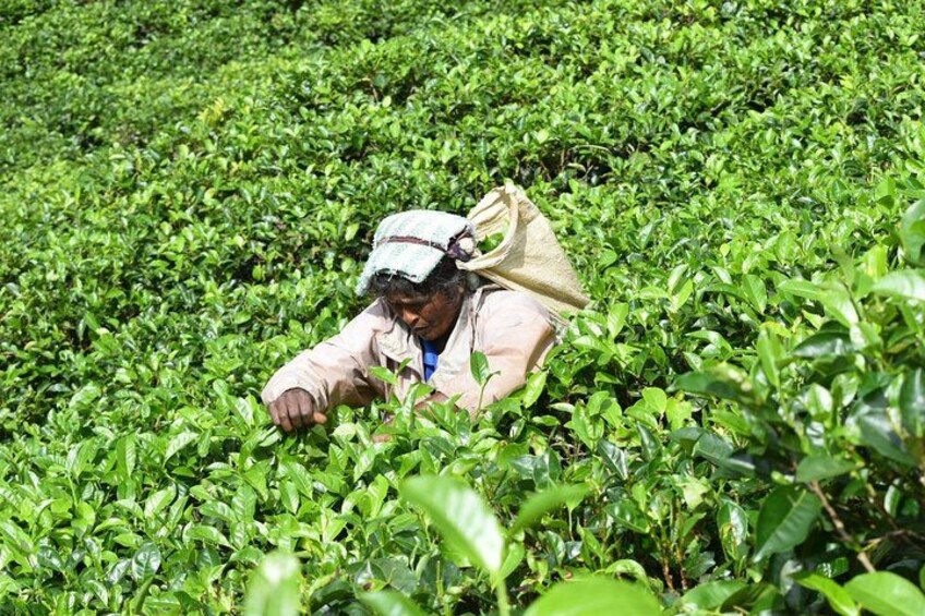 A person harvesting tea leaves in a lush green field. 2