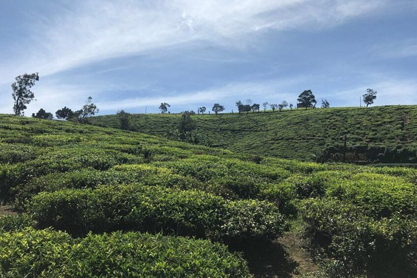 Nuwara Eliya 5
