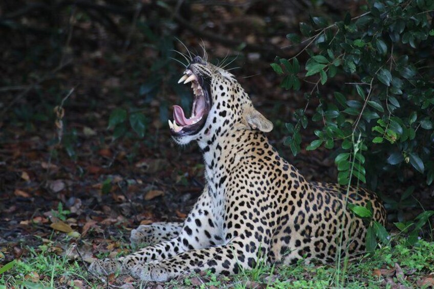 Yala National Park
Wilpattu National Park