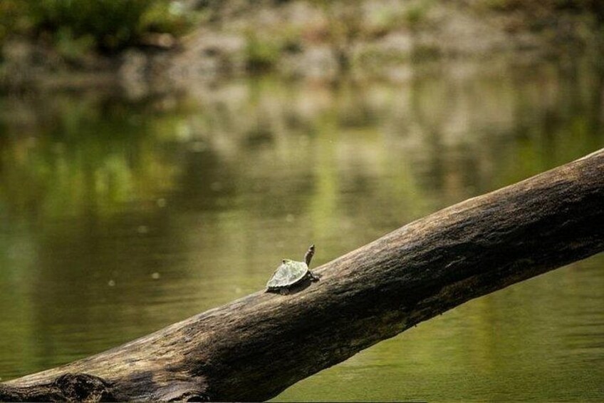 Una tortuga sobre un tronco en el agua. 2