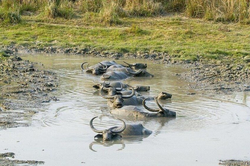Un grupo de búfalos cruzando un cuerpo de agua embarrado. 3