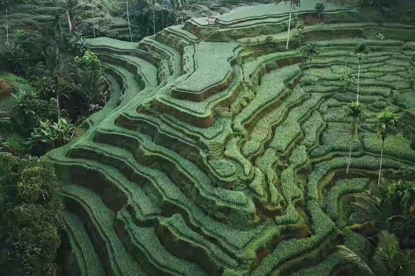 Terraced rice fields with a winding path. 2