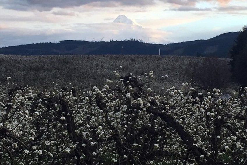 Full-Day Mt Hood Waterfall Tour with Lunch and Wine Included 2