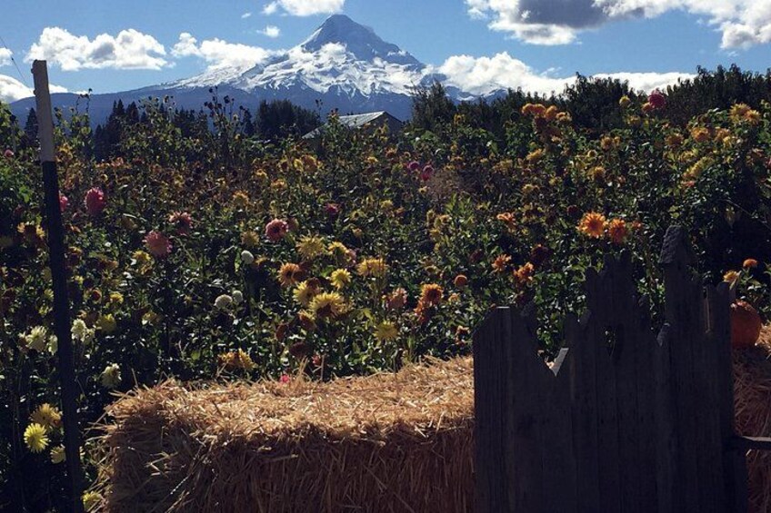 Full-Day Mt Hood Waterfall Tour with Lunch and Wine Included 4