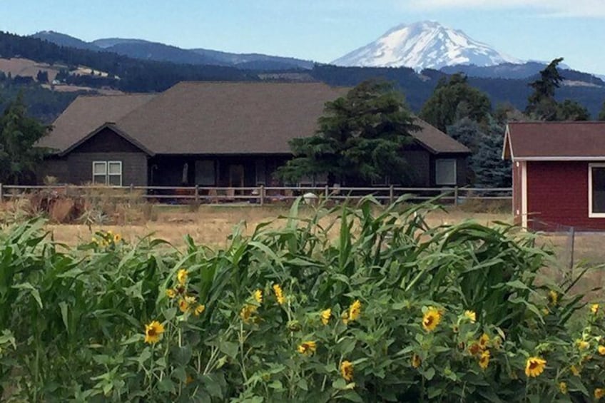 Full-Day Mt Hood Waterfall Tour with Lunch and Wine Included 5