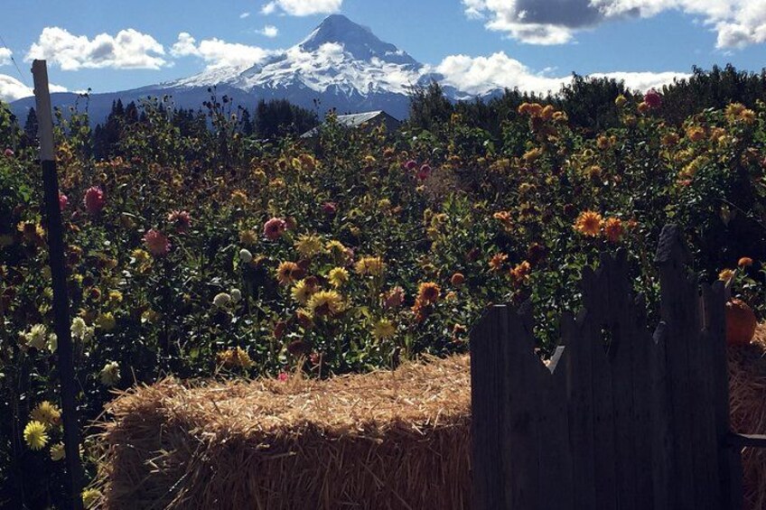 A field of flowers with a mountain in the background. 3