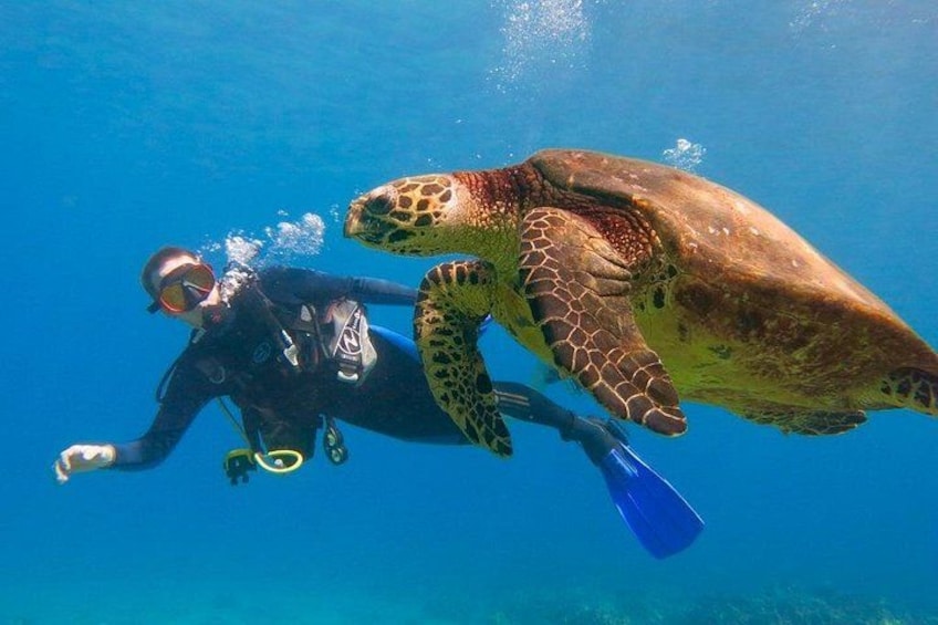 Intro to scuba diving on Maui with turtles! 4