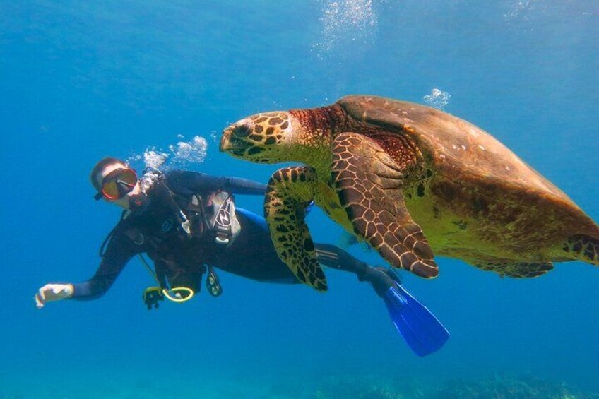 A diver swimming with a sea turtle. 3