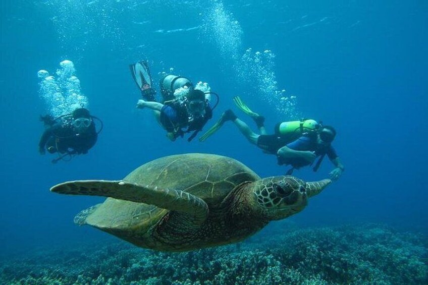 Explore Maui scuba diving with turtles! 2