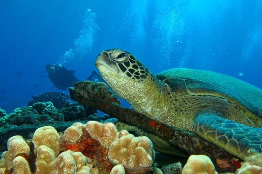 A sea turtle swimming near a coral reef with a diver in the background. 2