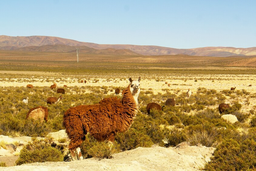 Quebrada de Humahuaca Day Trip from Salta