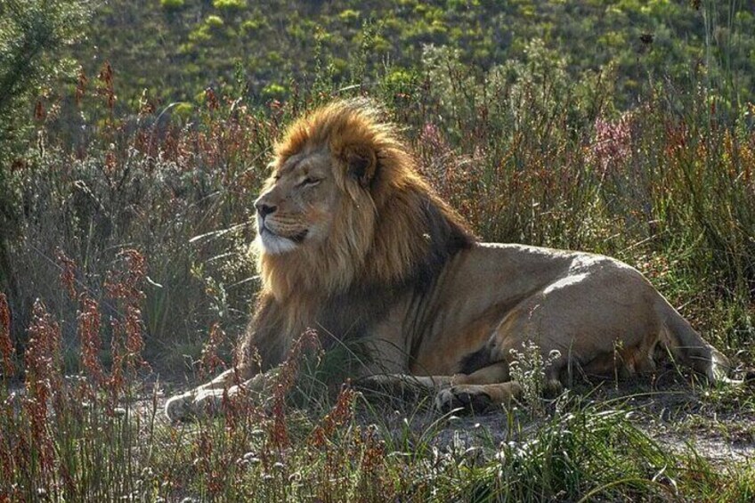 5 Day Garden Route and Addo Safari - Best of South Africa Small Group Tour