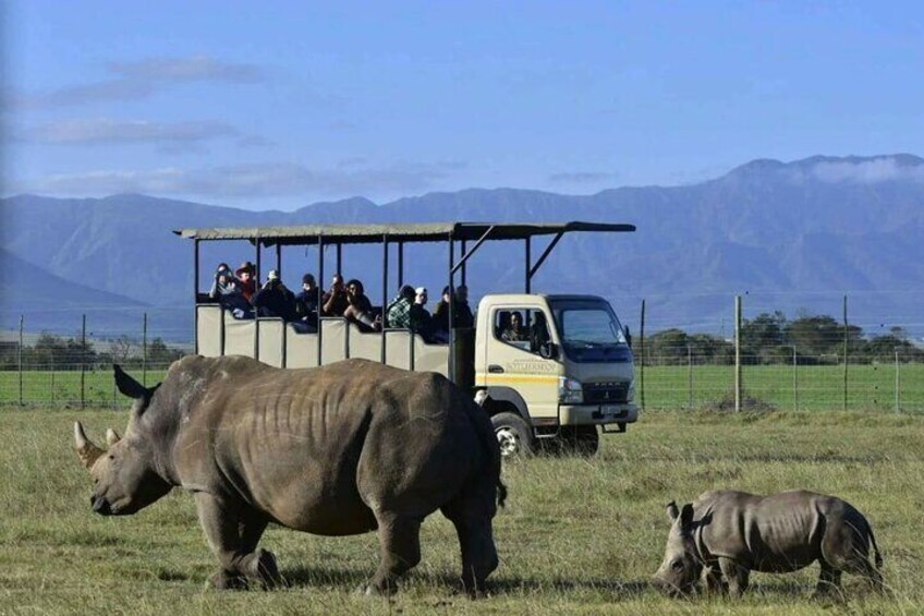 5 Day Garden Route and Addo Safari - Best of South Africa Small Group Tour