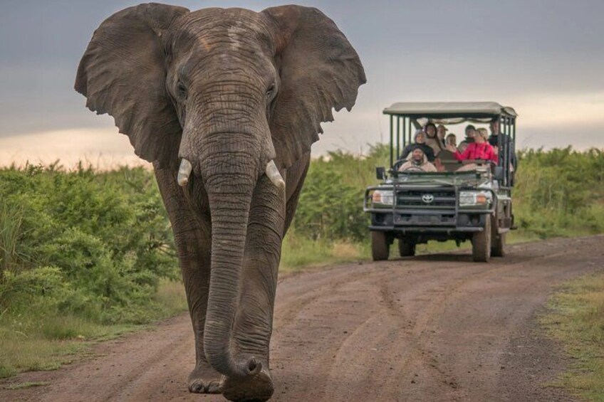 Un elefante caminando por un camino de tierra con un vehículo de safari al fondo. 1