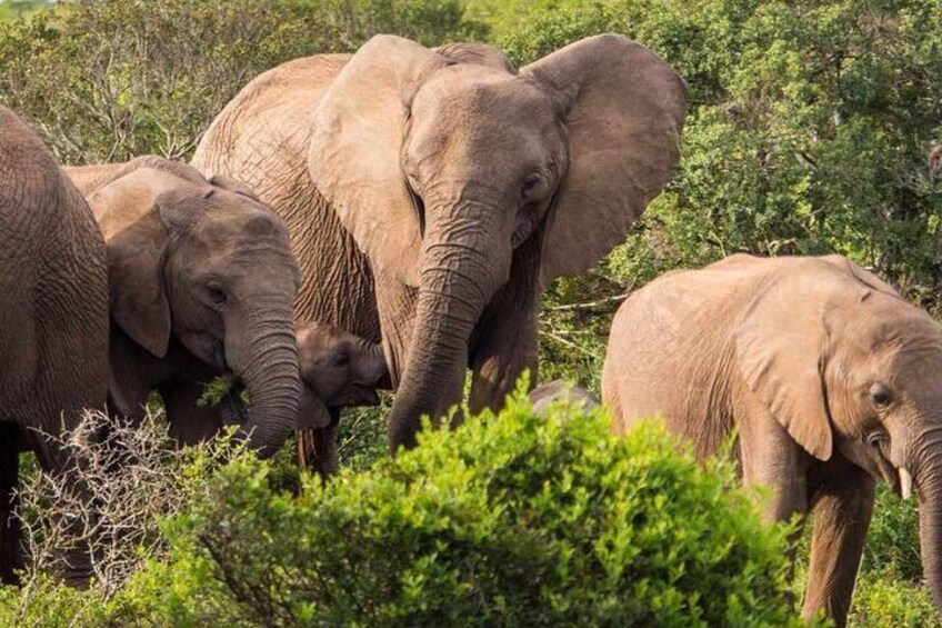 5 Day Best of Garden Route and Addo: South African Safari Small Group Tour