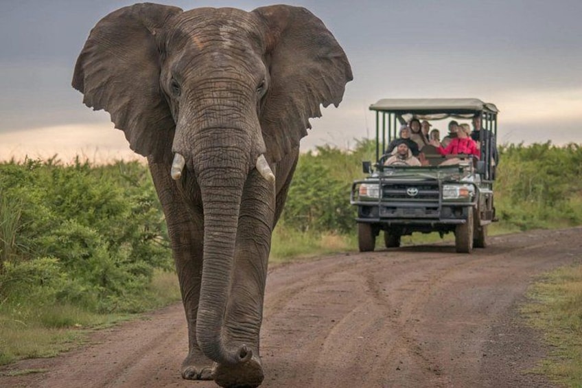 An elephant walking on a dirt road with a vehicle in the background. 1