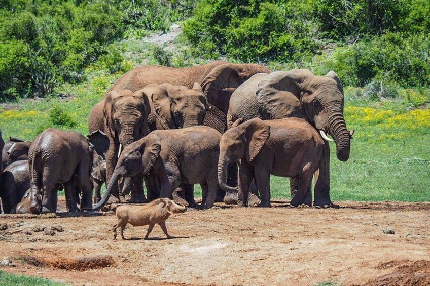 A herd of elephants in a dry, open landscape with sparse vegetation. 1