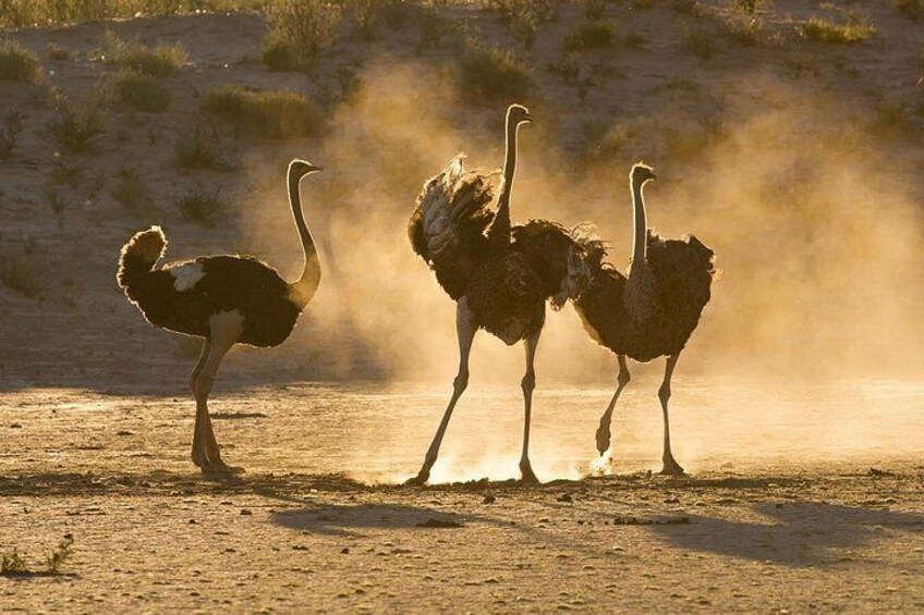 Three ostriches walking on a dusty ground with a dry, hilly background. 2