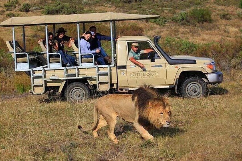 A safari vehicle with passengers and a lion walking in the grass. 5
