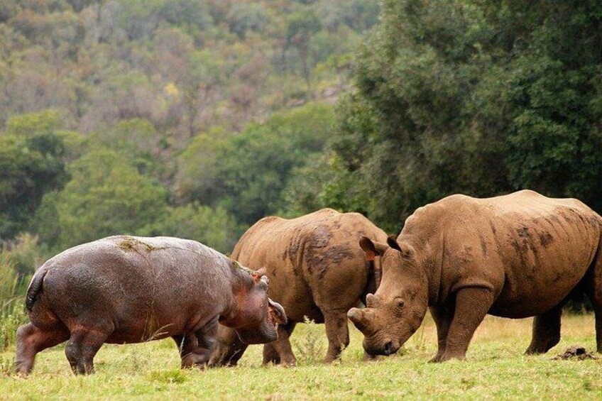 Botlierskop 4x4 Safari Game Drive 3