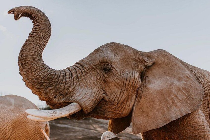 An elephant with a curved trunk and tusks, standing in a natural setting. 1