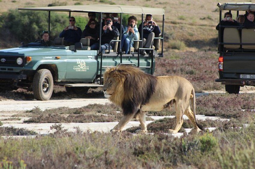 2 Day Safari Experience from Cape Town 2