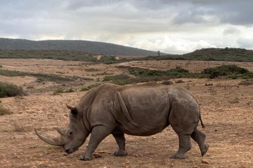 2 Day Safari Experience from Cape Town 2