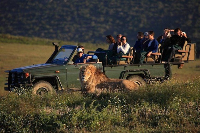 Safari 4