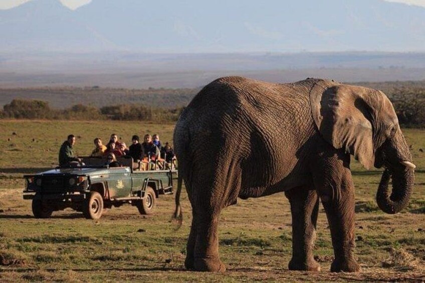 2 Day Safari Experience from Cape Town 3