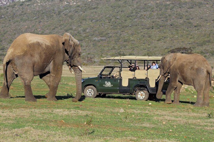 2 Day Safari Experience from Cape Town 2