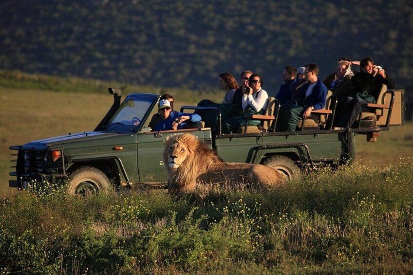 Safari 4