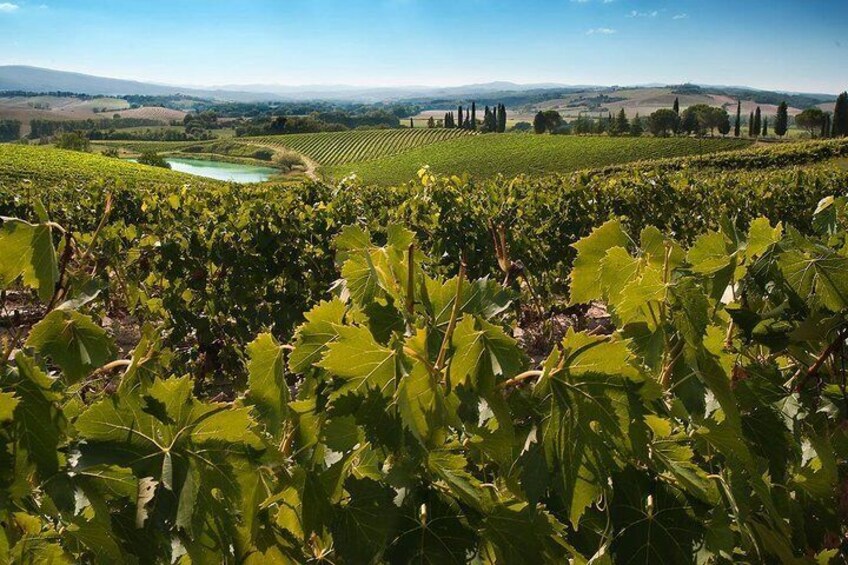 Montalcino and Montepulciano Wine Tour from Siena