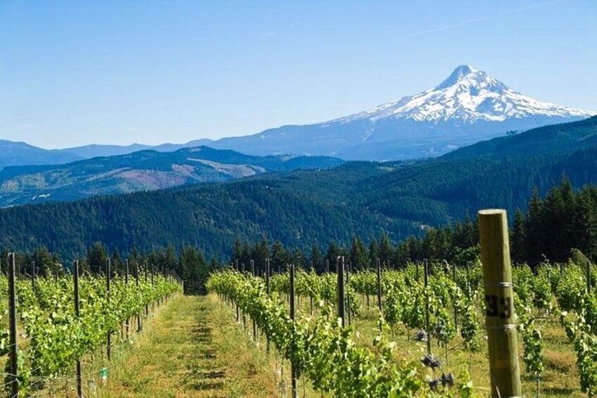 A vineyard with rows of grapevines, a mountain in the background, and a clear sky. 2