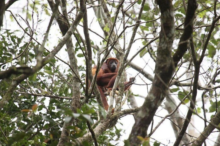 Cuyabeno Amazon Fauna 4