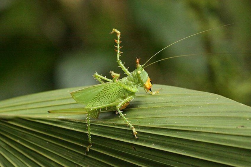 Amazon Fauna 5