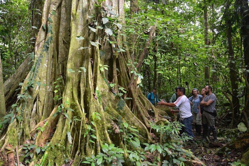 Un grande albero con radici profonde in una foresta. 3