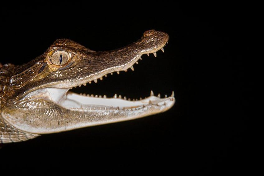 Testa di coccodrillo con la bocca aperta, che mostra i denti e gli occhi. 2