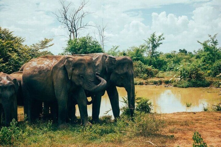 udawalawe_national_park