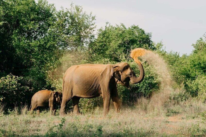 udawalawe_national_park