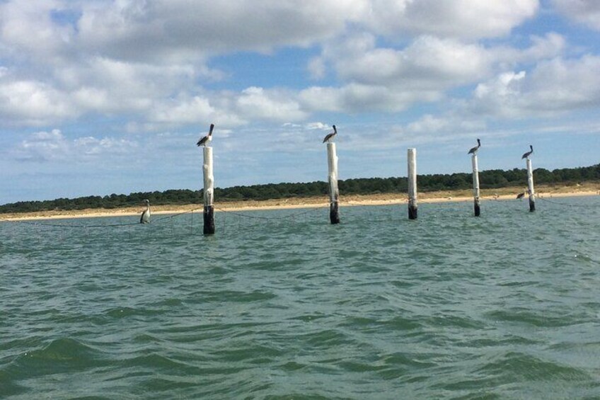 Eine Küstenansicht mit Vögeln auf Pfählen im Wasser, einem Sandstrand und einem bewölkten Himmel. 3