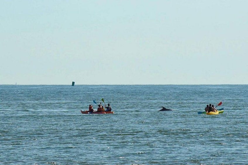 Sunset Dolphin Kayak Tours 4