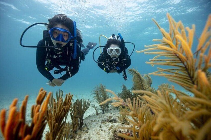 Zwei Taucher unter Wasser, umgeben von Korallen und Seegras. 3
