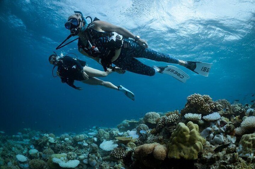 Zwei Taucher schwimmen unter Wasser in der Nähe eines Korallenriffs. 4