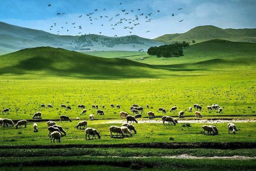 A green field with sheep grazing and birds flying in the sky. 1