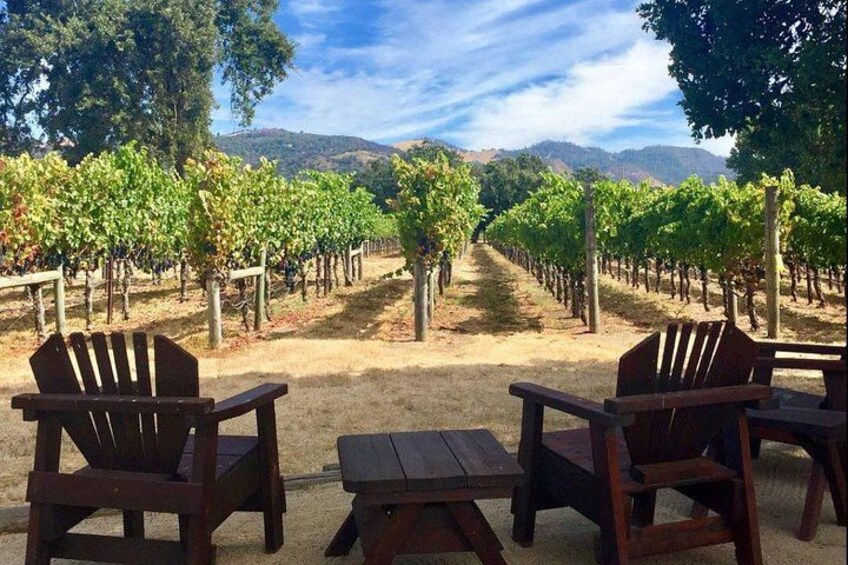 A vineyard with rows of grapevines and wooden chairs and tables. 1