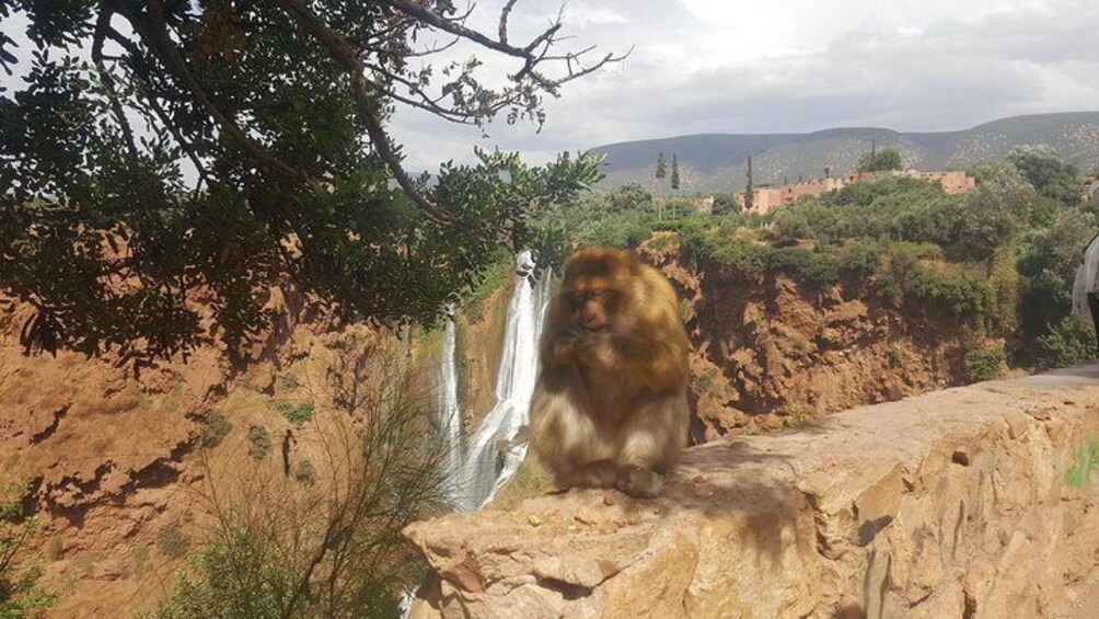 Ouzoud Waterfalls Day Trip from Marrakech